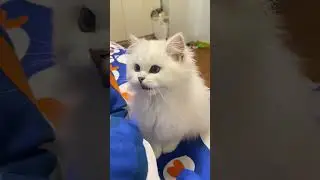 #cat #funny #happycats #catmemes #music #memes #trending #trendingshorts #tiktok #new #reels #SJ