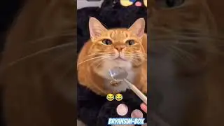Oyen enjoy massage💆&zwj;♀️#viralvideo #funny #catlovers