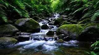 Calm Forest Water and Birds Singing in a Green Mossy Valley