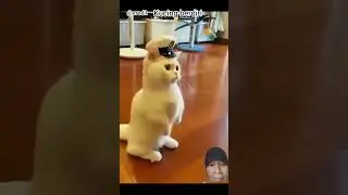 kucing berdiri #cat #shortsvideo