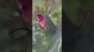 Red Sparrow? #nature #birding #pawilds #outdoors #birds ##bird #birdwatching