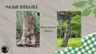 FHM3109_Disease in Forest Plantation: A Regional Overview of Malaysia And Southeast Asia_J46496