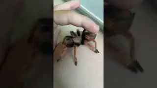 Petting my tarantula