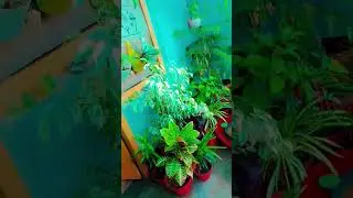 #garden #nature #green #flower #greenlife #bird #love #photography #greenlife