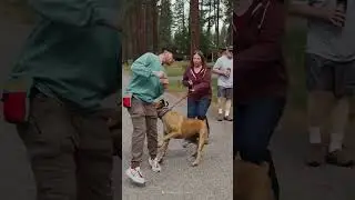 This dog doesn't kill by biting, it kills by drowning! #shorts