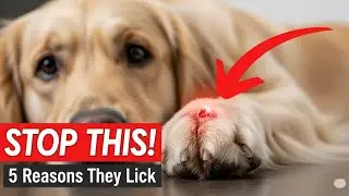 5 Surprising Reasons Your Dog Can't Stop Licking Their Paws