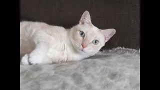 Cat Brain Games #4 - Mobilize pent up energy from bored frustrated house cats to make them satiated