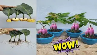 Take mango leaves for reproduction Get a lot of benefits100%