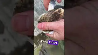 Trying Maine Oysters - I rate them&hellip;
