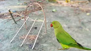 Easy Making Quick Pigeon Trap From village  - Really Unique Bird Trap#birdtrap#quick#21 #trap
