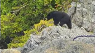 Huge Bears - Compilation