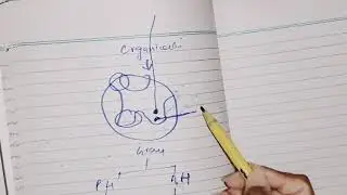 Motor Physiology chpt 55 guyton part 1,