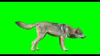 Isolated Wolf Various Actions 4K | By Creator Stockify