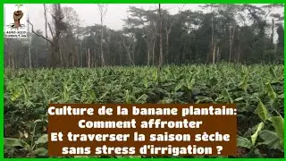 Culture de la bananeplantain:Comment affronter et traverser la saison sèche sans stress d'irrigation