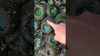 I Touched It&rsquo;s Hole! SATISFYING! #shorts