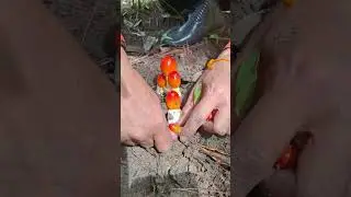 &ldquo;Finding Wild Mushrooms in the Deep Forest 🍄 | Peaceful Foraging Adventure&rdquo;