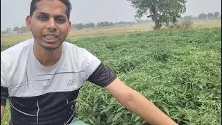 Rakshaam seeds, chilly plots visit Farmer @ModernFarmersGuide-e5m @EverydayFarmers-n6gPlese subscrib