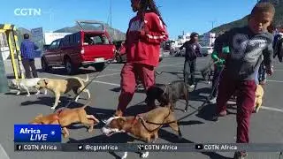 South African takes in stray dogs, keeps youngsters off the streets