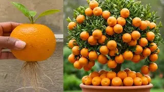 Grow orange tree from seeds using this secret trick🍊