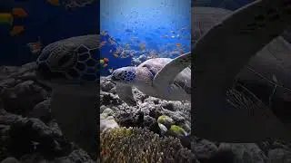 Turtle #Turtle lovers #trendingshorts #fish #ytshorts #youtubeshorts  #nature #naturephotography