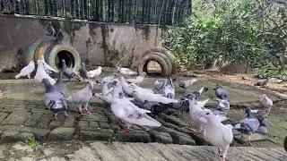 Feeding my pigeons in their enclosure