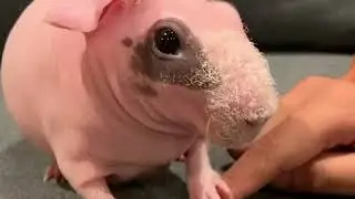 Mamba the Skinny Pig #2 - Don&rsquo;t Touch, Don&rsquo;t Touch