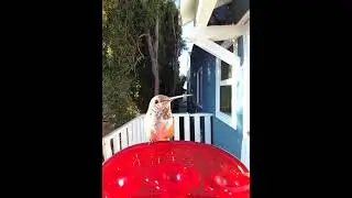 POV: a hummingbird is telling you a secret 🧚&zwj;♂️ #birds #hummingbird #cuteanimals #cute #nature