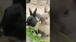 Beautiful Rabbits of My Heart 🐰#shorts #rabbit #animal #viral