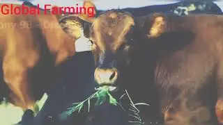 3 Millions Beaf Cow | Meat Production In America (USA) | Global Farming.