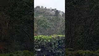 Wooly-necked Stork take-off