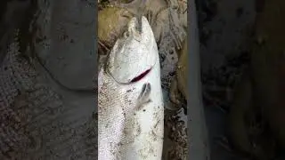 Сима #fishing #туризм #сахалин #рыба
