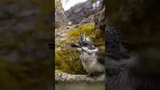 Crested kingfisher (Megaceryle lugubris) #shorts