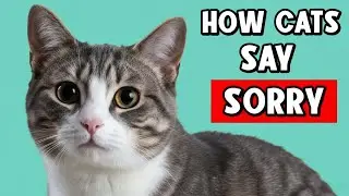 Как кошки извиняются перед людьми? 25 действенных способов, которыми кошки пытаются помириться с ...