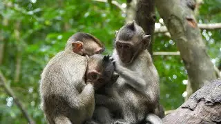 How beautiful they are 