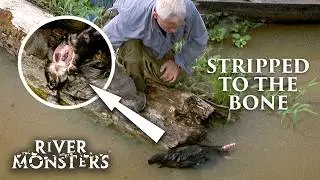 The Truth About Piranha: Do They Really EAT Humans? | River Monsters