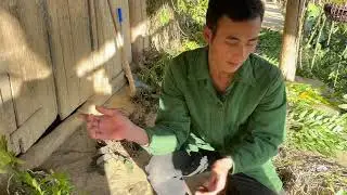 VÀNG A SẾNH BÁN HOA LAN RỪNG TRÊN BẢN SĐT ZALO 0876103448