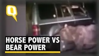 Russian Bear Attacks a Car, Chases Down Another Vehicle