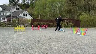 Bunny Nemi competing in rabbit hopping | Nemis 2. konkurranse | kaninhopping