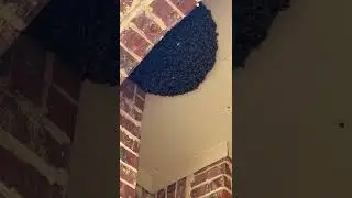 Hornet & Wasp Control