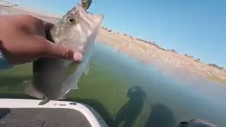 Summertime BASS fishing Eastman Lake !! 25+lbs of LARGEMOUTH BASS! 