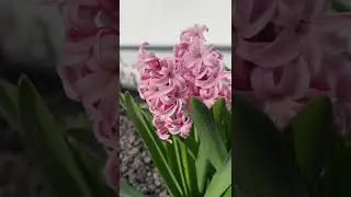 Pink Hyacinth