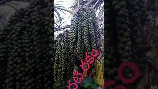 Arenga pinnata sugar palm Tree 🌴🌴
