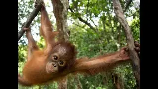 The rainforests need our help!
