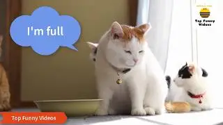 FUNNY CATS Compilation 2017 [😂Special Version with FUNNY CAPTIONS] P23 - BEST Funny Cat Videos Ever