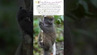Meet The Amazing Flying Lemur! 🐒 #lemur #naturefacts #wildlife #nature #shorts