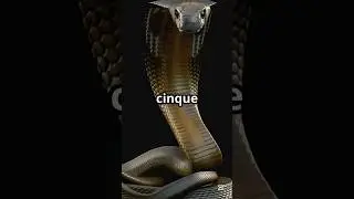 Cobra: Il Serpente Ipnotico e Letale!