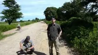 Die Panthercham&auml;leons von Ambilobe & Sirama...