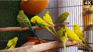 4K Serene Bird Sanctuary: Calming Small Birds with Relaxing Nature Sounds
