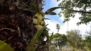 micro orquídea nativa Polystachya concreta