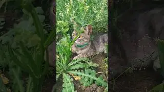Marcel relaxing in nature🐱🌿🍀🍃#cat #shorts #nature